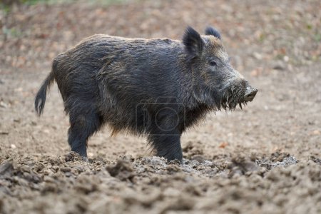 Young strong wild hog boar, large specimen, in forest rooting in mud for food 