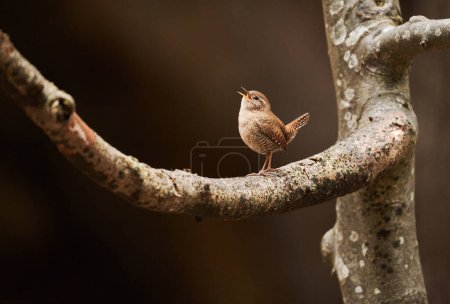 Photo for Eurasian wren, Troglodytes troglodytes, singing in mating season to attract females, perched on a branch - Royalty Free Image