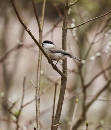 Téléchargez les photos : Grey tit, Melaniparus after, perched on a twig in a young tree - en image libre de droit
