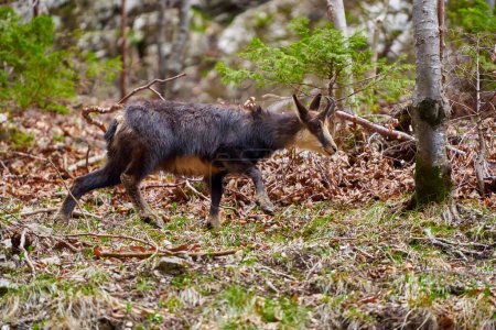 Chamois mountain goat feeding on a steep cliff with grass and trees