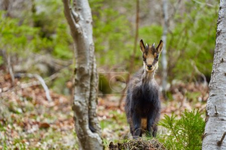 Photo for Chamois mountain goat feeding on a steep cliff with grass and trees - Royalty Free Image