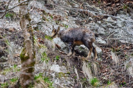 Téléchargez les photos : Chamois chèvre de montagne se nourrissant sur une falaise escarpée avec de l'herbe et des arbres - en image libre de droit
