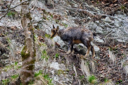 Chamois mountain goat feeding on a steep cliff with grass and trees