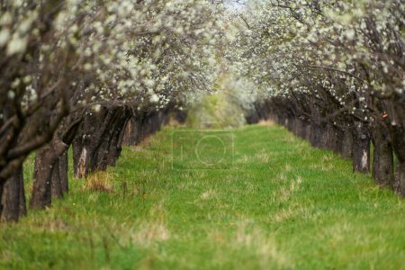 Verger de pruniers en fleurs dans la campagne fin du printemps, début de l'été