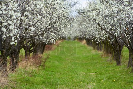 Téléchargez les photos : Verger de pruniers en fleurs dans la campagne fin du printemps, début de l'été - en image libre de droit