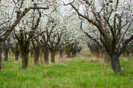 Téléchargez les photos : Verger de pruniers en fleurs dans la campagne fin du printemps, début de l'été - en image libre de droit