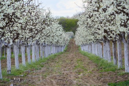 Verger de pruniers en fleurs dans la campagne fin du printemps, début de l'été