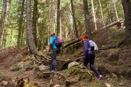 Téléchargez les photos : Randonneuses avec sacs à dos en forêt de montagne - en image libre de droit