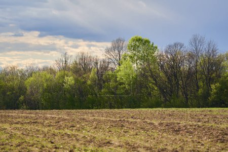 Foto de Campo agrícola fluido con bosque detrás en la primavera - Imagen libre de derechos