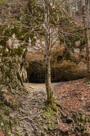 Téléchargez les photos : Arbre solitaire poussant sur la face d'une falaise rocheuse dans les montagnes - en image libre de droit