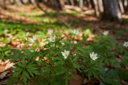 Téléchargez les photos : Fleurs de montagne blanches dans une forêt de pins avec un accent sélectif - en image libre de droit