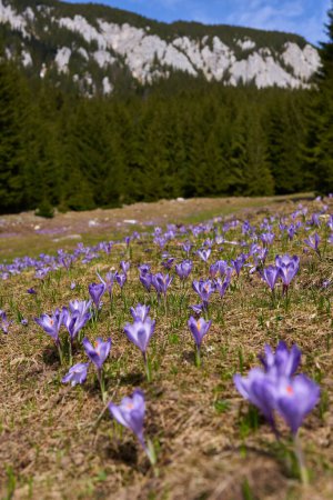 Photo for Purple crocus flowers on the mountain in the pine forests - Royalty Free Image