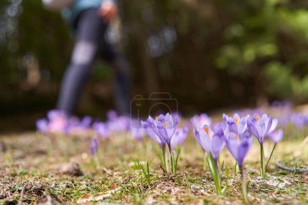 Téléchargez les photos : Fleurs de crocus violet sur la montagne dans les forêts de pins - en image libre de droit