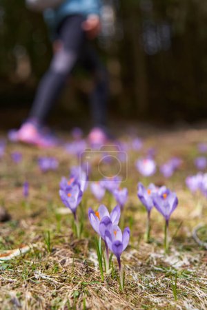 Téléchargez les photos : Fleurs de crocus violet sur la montagne dans les forêts de pins - en image libre de droit
