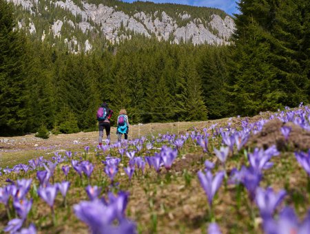 Photo for Women hikers with backpacks hiking through meadow with crocus flowers - Royalty Free Image