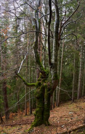 Téléchargez les photos : Grand vieux hêtre couvert de mousse dans la forêt de montagne - en image libre de droit