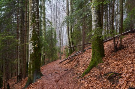Téléchargez les photos : Sentier de randonnée dans une forêt avec de grands pins par temps pluvieux - en image libre de droit