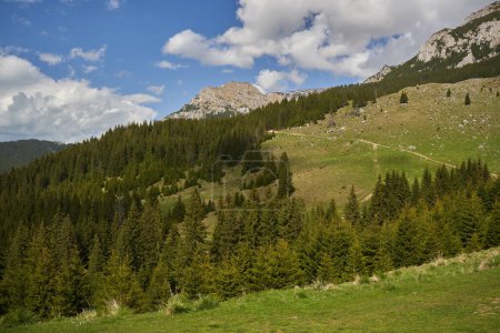Rocky mountain peaks above hills covered in pine forests
