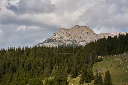Mountains and pine forest with sky and fluffy clouds, early summer landscape
