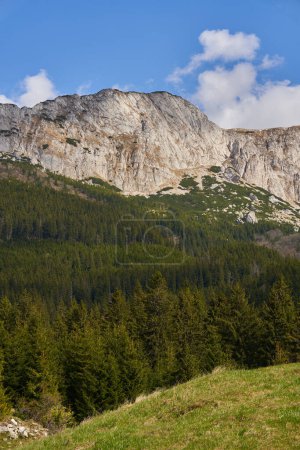 Mountains and pine forest with sky and fluffy clouds, early summer landscape