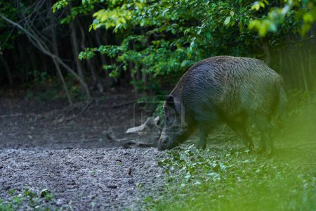 Sanglier dominant porc sauvage, porc sauvage, avec défenses dans la forêt se nourrissant