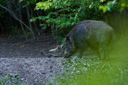 Téléchargez les photos : Sanglier dominant porc sauvage, porc sauvage, avec défenses dans la forêt se nourrissant - en image libre de droit
