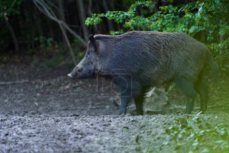 Foto de Jabalí salvaje dominante, cerdo salvaje, con colmillos en el bosque alimentándose - Imagen libre de derechos