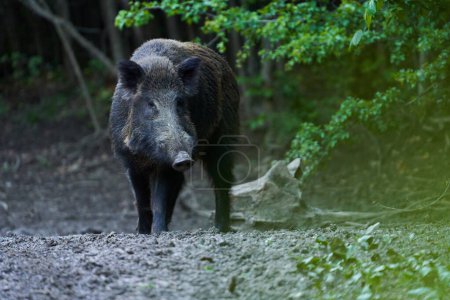 Téléchargez les photos : Sanglier dominant porc sauvage, porc sauvage, avec défenses dans la forêt se nourrissant - en image libre de droit