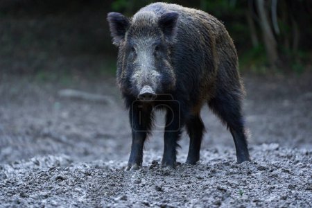 Jabalí salvaje dominante, cerdo salvaje, con colmillos en el bosque alimentándose
