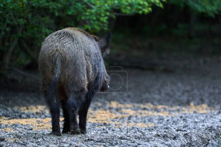 Dominant boar wild hog, feral pig, with tusks in the forest feeding