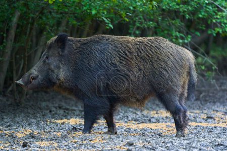 Photo for Dominant boar wild hog, feral pig, with tusks in the forest feeding - Royalty Free Image