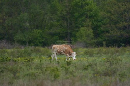 Single cow grazing on a mountain pasture with forest behind