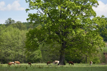 Téléchargez les photos : Vaches broutant autour d'un grand chêne sur un pâturage avec forêt derrière elles - en image libre de droit