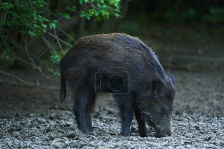 Juvenile wild hog, feral pig, rooting in forest after sunset