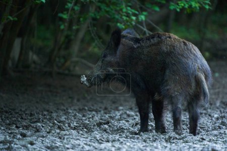 Foto de Cerdo salvaje juvenil, jabalí, enraizamiento en el bosque después del atardecer - Imagen libre de derechos