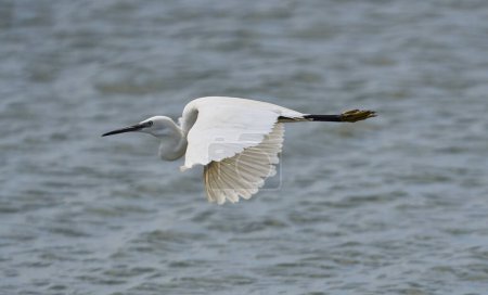 Little egret, Egretta garzetta, in flight, gliding above the water