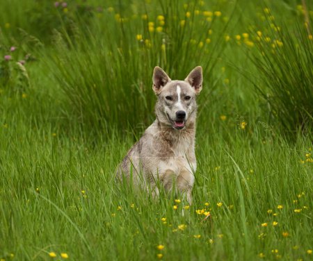 Téléchargez les photos : Portrait d'un chien mignon dans l'herbe haute en été - en image libre de droit