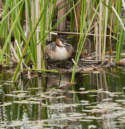 Great Crested Grebe, Podiceps cristatus, on the nest