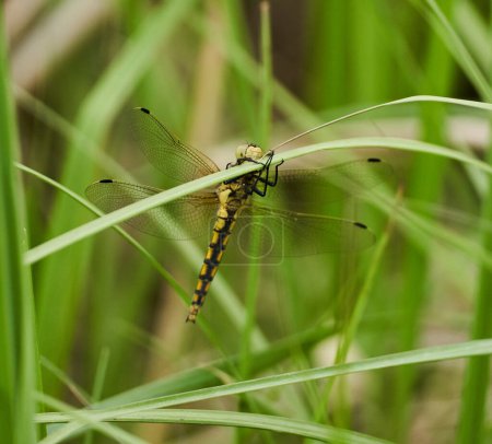 Foto de Libélula amarilla grande en una hoja de hierba, macro disparo - Imagen libre de derechos