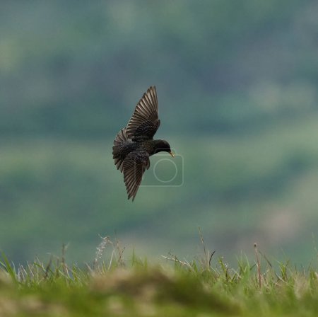 Photo for Starling in flight stop-motion shot above the grass - Royalty Free Image