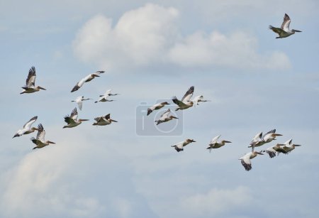 Téléchargez les photos : Grand troupeau de pélicans en vol contre le ciel bleu avec des nuages duveteux - en image libre de droit