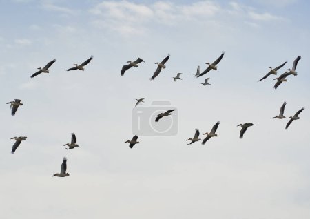 Foto de Gran bandada de pelícanos en vuelo contra el cielo azul con nubes esponjosas - Imagen libre de derechos