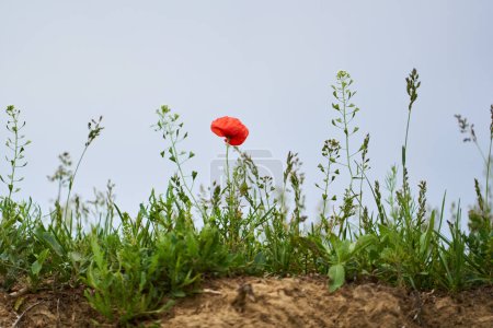 Téléchargez les photos : Fleurs de pavot au bord d'un champ à la campagne au début de l'été - en image libre de droit