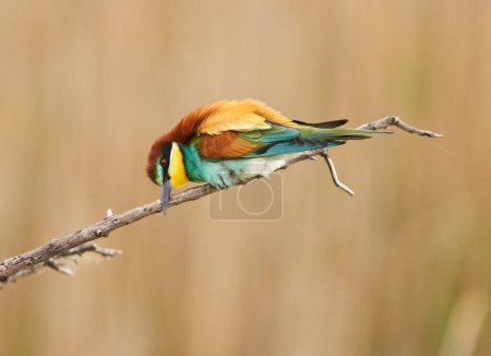 Foto de Bee-eater bird, Merops apiaster, perched on a branch in a tree, in early summer - Imagen libre de derechos
