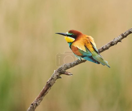Bee-eater bird, Merops apiaster, perched on a branch in a tree, in early summer