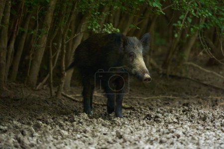 Porcs sauvages juvéniles mâles se nourrissant et s'enracinant pour se nourrir