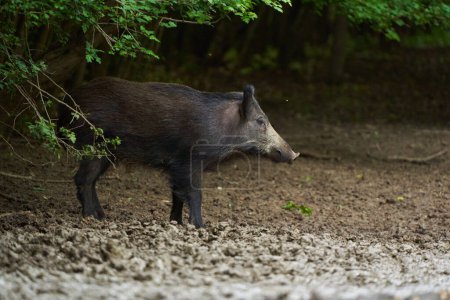 Foto de Cerdo salvaje juvenil, jabalí salvaje en la naturaleza salvaje - Imagen libre de derechos