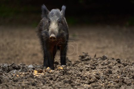 Téléchargez les photos : Dangerous juvenile wild hog, feral pig, in forest at daytime - en image libre de droit