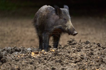 Juvenile wild hog foraging and rooting for food in forest