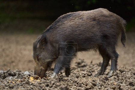 Foto de Cerdo salvaje peludo alimentando y enraizando la comida en el bosque - Imagen libre de derechos